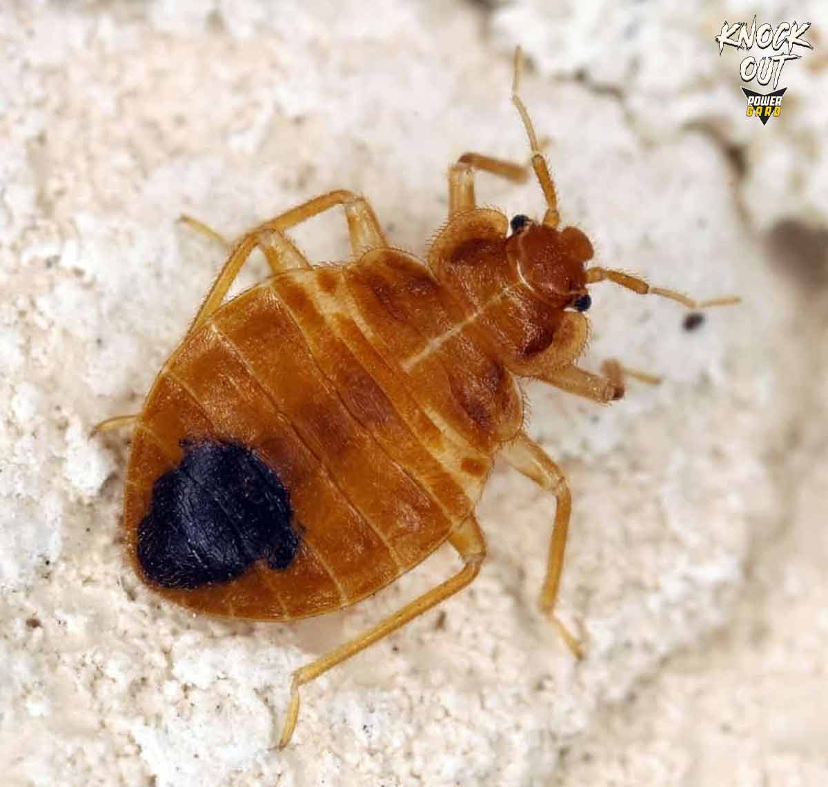 عکس ساس خانگی