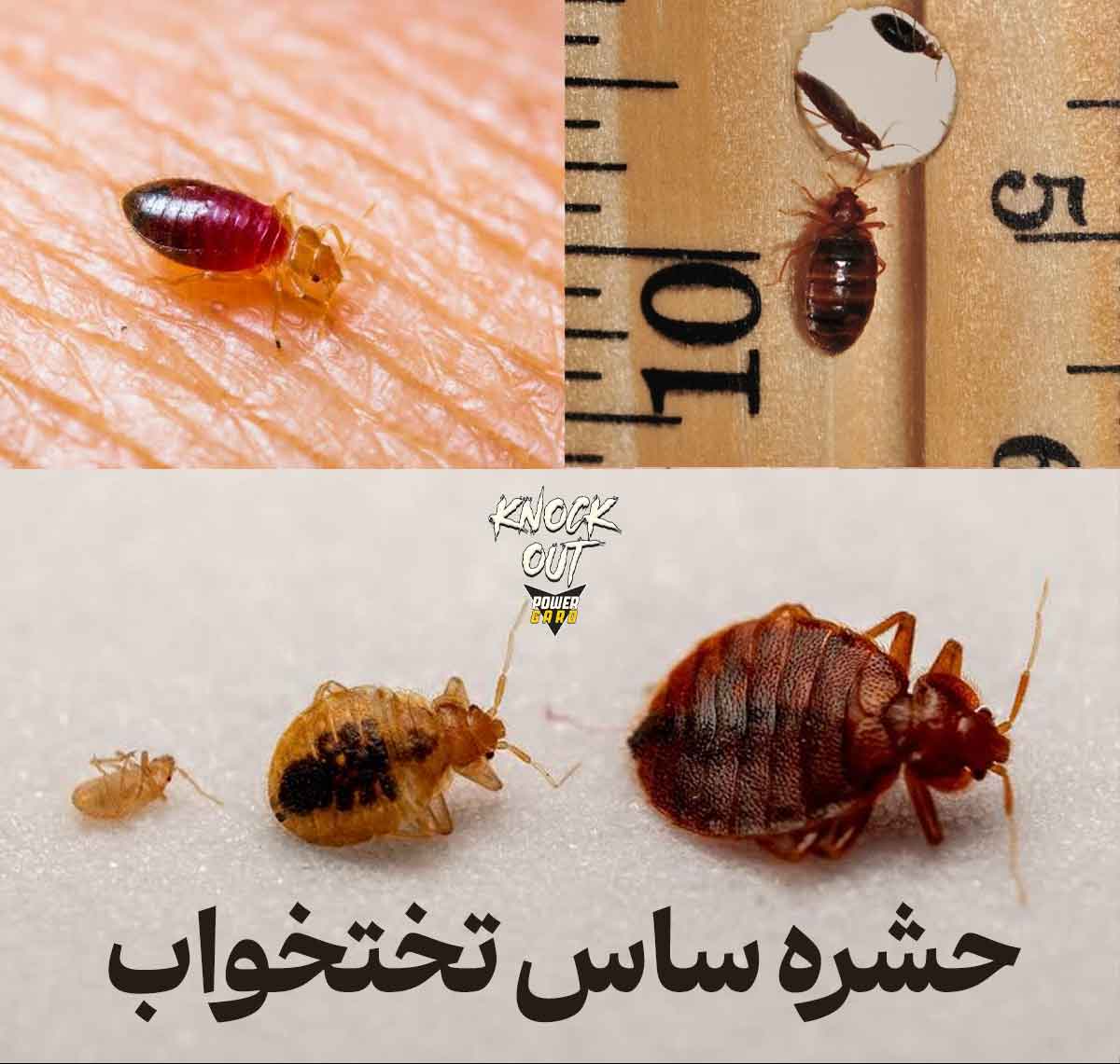 عکس ساس خانگی و مشخصات ظاهری - عکس چرخه عمر ساس