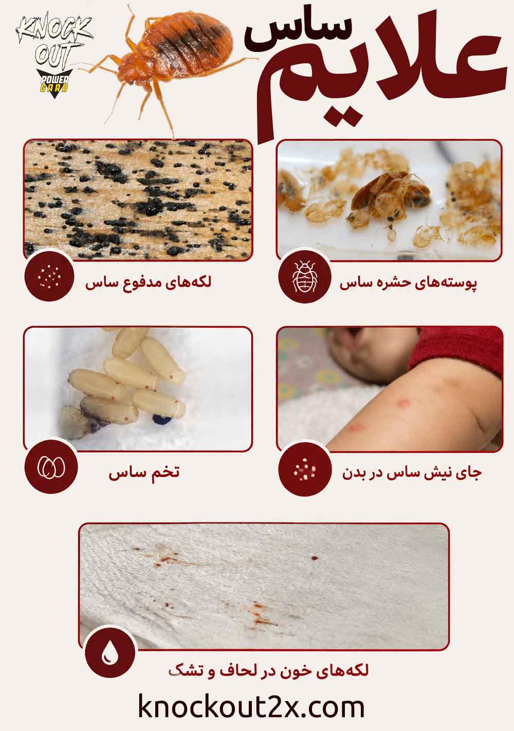 علائم ساس در منزل - نشانه های اصلی ساس در خانه