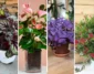 ۱۰ گیاه گلدار آپارتمانی که در تمام طول سال گل می دهند