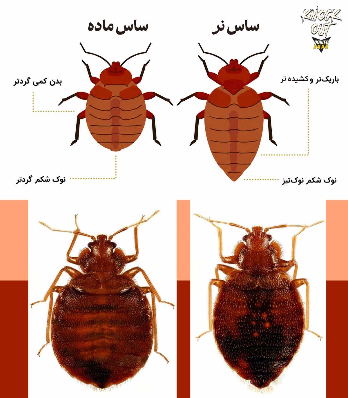 عکس ساس نر و ماده - فرق ساس نر و ساس ماده