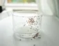 طرز تهیه ۶ اسپری مورچه کش خانگی قوی با اثر بالا