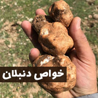 خواص دنبلان کوهی