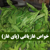 خواص غازیاغی (پای غاز)