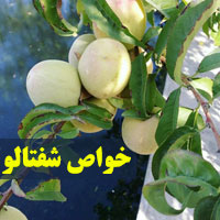 خواص شفتالو