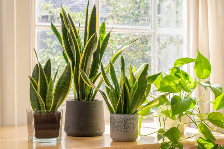 سانسوریا (Snake Plant)