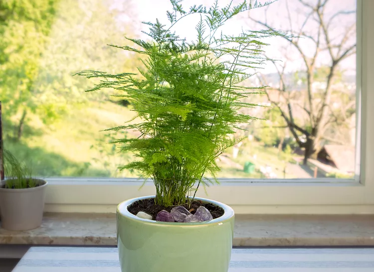 سرخس مارچوبه (Asparagus Fern)