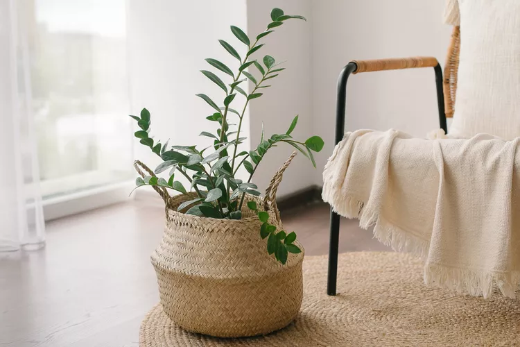 زامیفولیا (ZZ Plant)