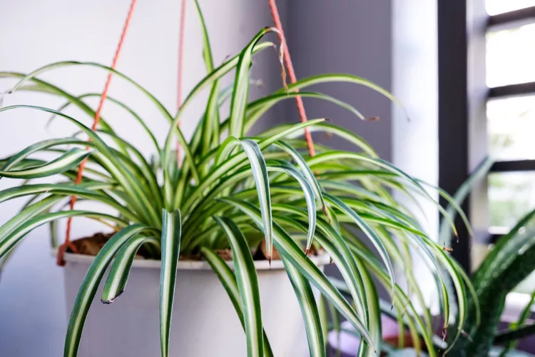 گیاه عنکبوتی (Spider Plant)