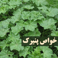 خواص پنیرک