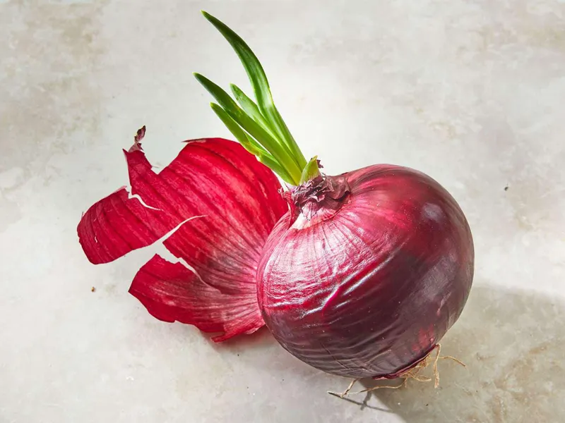 آیا پیاز جوانه زده برای سلامتی ضرر دارد؟