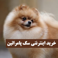 خرید اینترنتی سگ پامرانین از آرشا پت