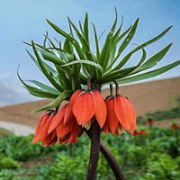 زاگرس گردی در فصل سفر به یاسوج