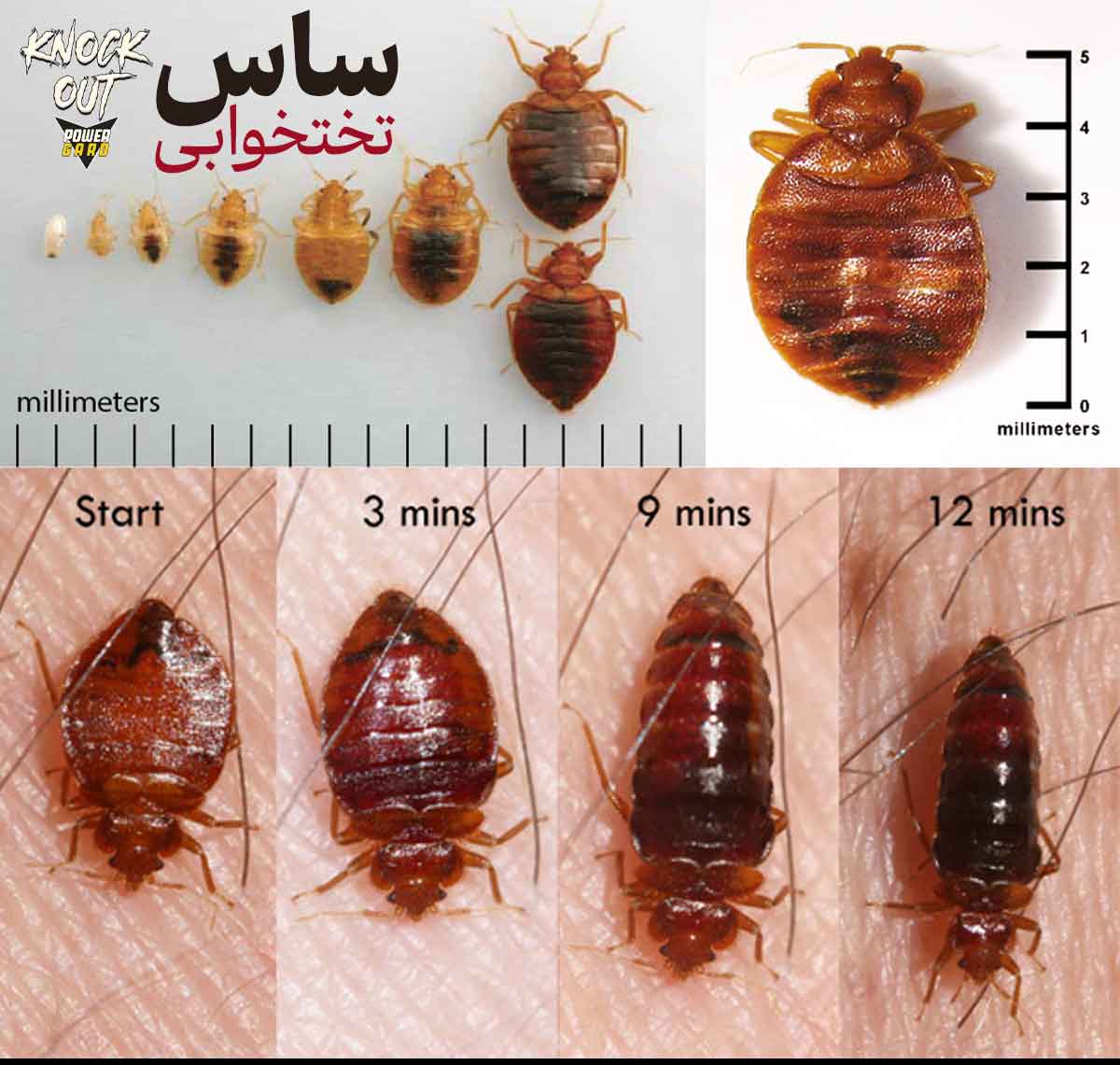 عکس حشره ساس - مشخصات و اندازه حشره ساس تختخوابی - ساس قبل و بعد از تغذیه